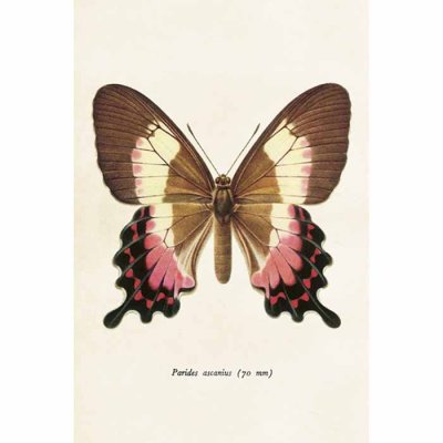 Vintage Post card Butterfly